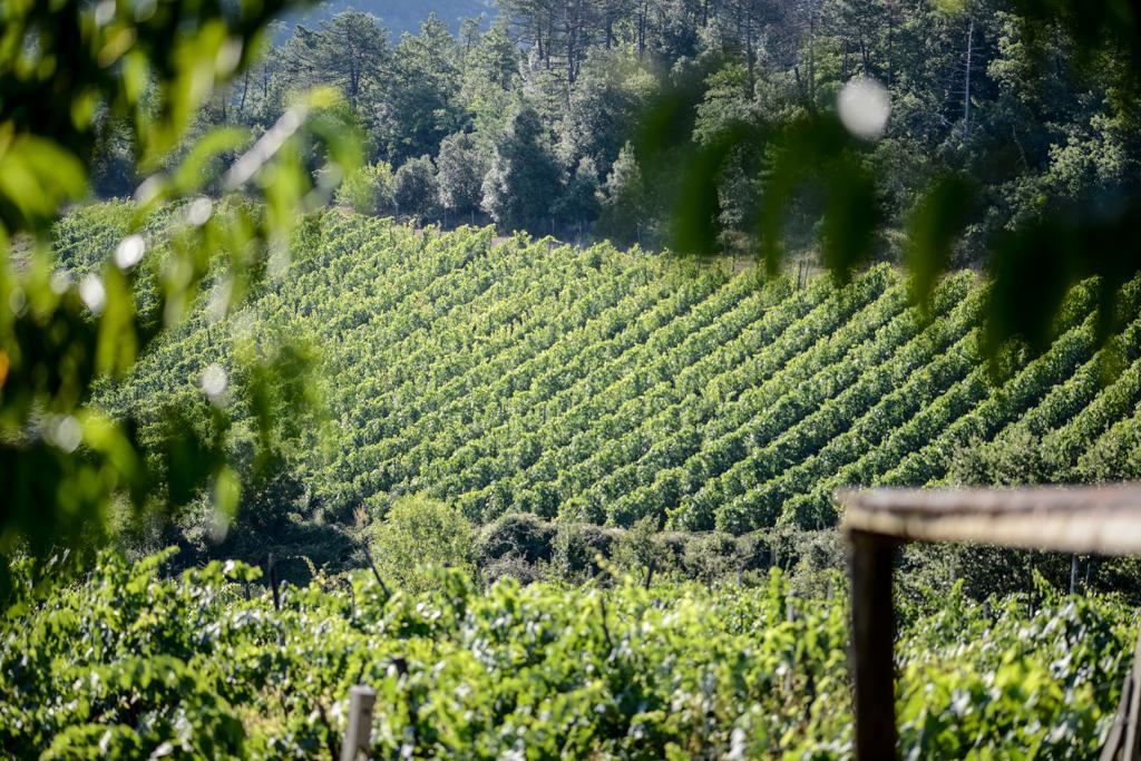 Agriturismo Fattoria Di Gratena Arezzo Eksteriør billede